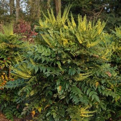 Магония Винтер Сан Магония Винтер Сан - Dolinasad.by