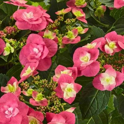 Гортензия крупнолистная Флейм Хот Пинк, С2 - Dolinasad.by