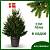 Живые новогодние ЕЛИ Abies в кадках (горшках) от 100 см до 1,4м. - Dolinasad.by