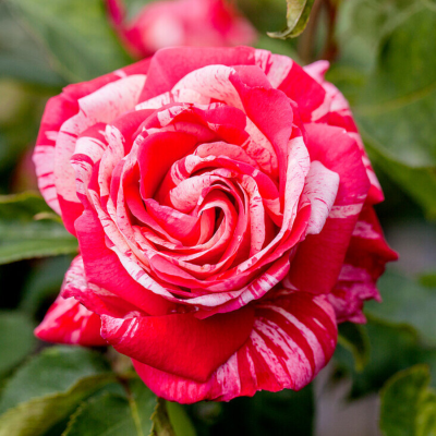 Роза штамбовая Папагено - Dolinasad.by