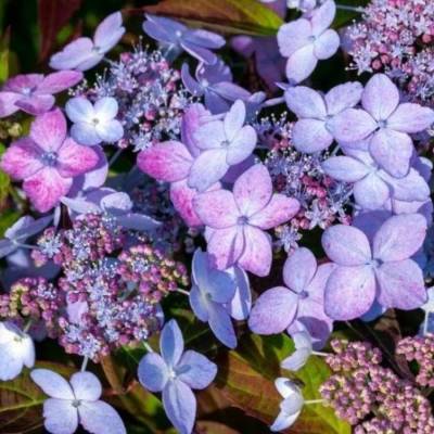 Гортензия пильчатая Морнинг Глори, С3 - Dolinasad.by