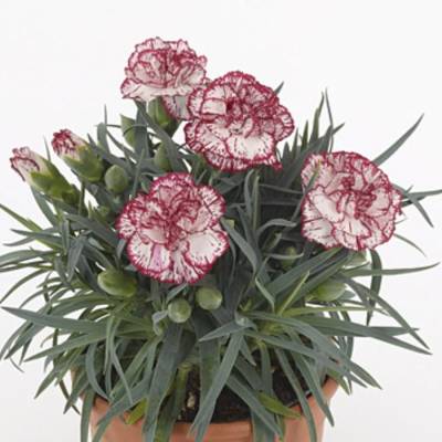 Гвоздика Менорка Иерс - Dolinasad.by