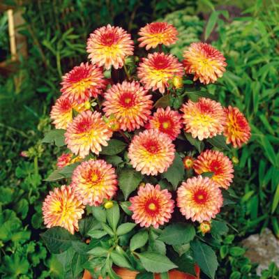 Георгина Делайт Глоу - Dolinasad.by