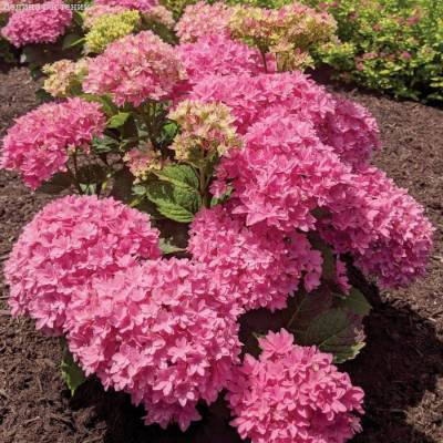 Гортензия крупнолистная Мэджикал Фарфалла, С2 - Dolinasad.by