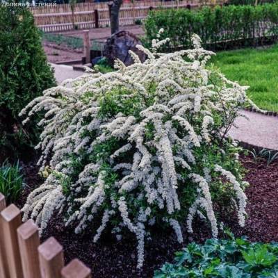 Спирея Аргута, С3 Спирея Аргута, С3 - Dolinasad.by