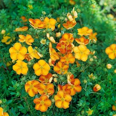 Лапчатка кустарниковая Танжерин, С3 - Dolinasad.by