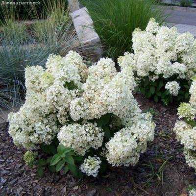 Гортензия метельчатая Бобо, С3 - Dolinasad.by