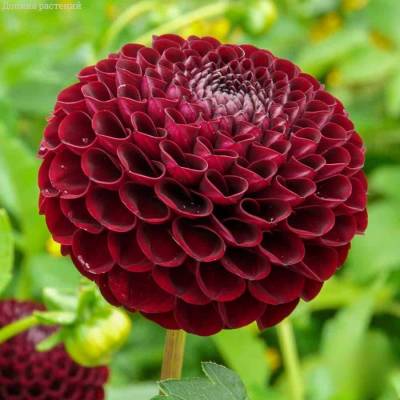 Георгина Натал - Dolinasad.by