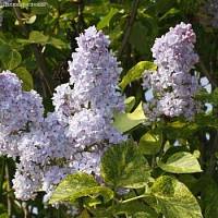 Сирень обыкновенная Аукубафолия, С3 - Dolinasad.by