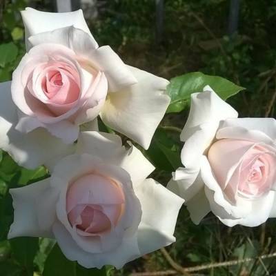 Роза штамбовая Шванензе - Dolinasad.by