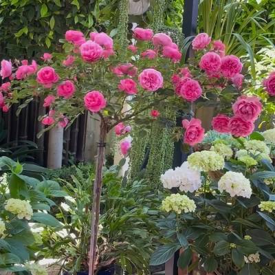 Роза штамбовая Леонардо - Dolinasad.by