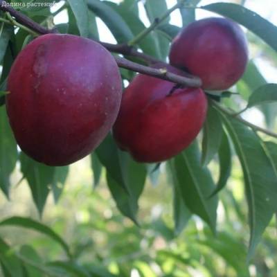 Нектарин Калдеси - Dolinasad.by