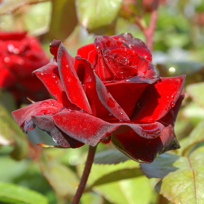 Роза штамбовая Николо Паганини - Dolinasad.by