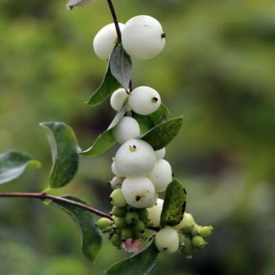 Снежноягодник  Доренбоза  Вайт Хедж, С2 - Dolinasad.by