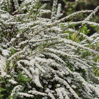 Спирея тунберга - Dolinasad.by