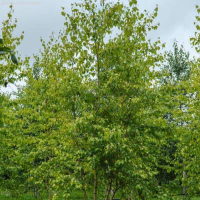 Береза повислая Шневердингер Гольдбирк, С3 - Dolinasad.by