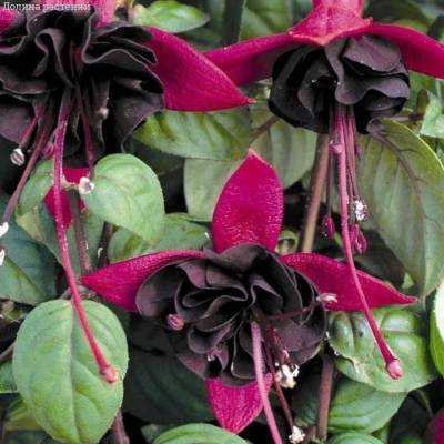 Фуксия Блэки - Dolinasad.by