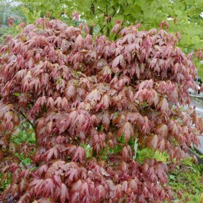 Клен пальмолистный Браун Шугар - Dolinasad.by