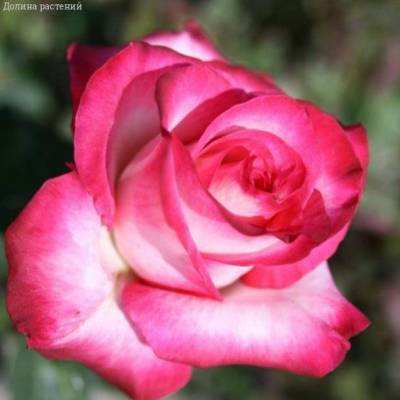 Роза Хайлендер в горшке - Dolinasad.by