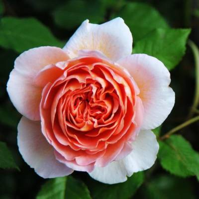 Роза Абрахам Дерби в горшке - Dolinasad.by