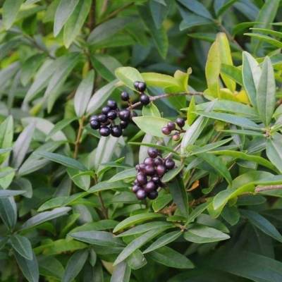 Бирючина обыкновенная Лодензе, С2 - Dolinasad.by