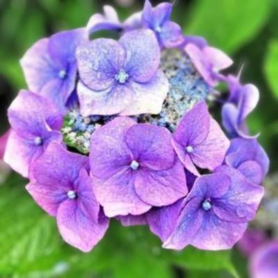 Гортензия пильчатая Блю Клоудс, С3 - Dolinasad.by