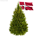 Новогодние елки из Дании - Dolinasad.by