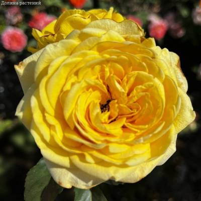 Роза Соуза - Dolinasad.by