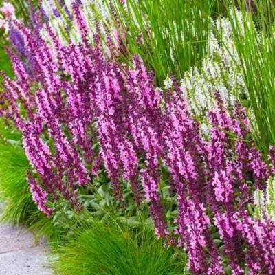 Шалфей дубравный Сенсейшн Компакт Роуз Шалфей дубравный Сенсейшн Компакт Роуз - Dolinasad.by