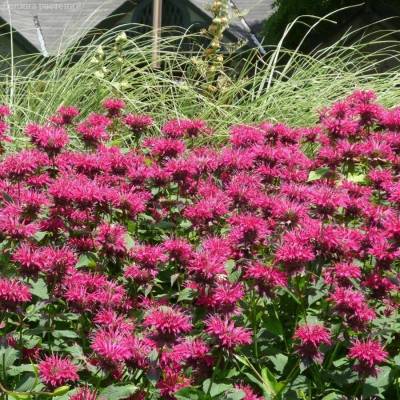 Монарда Разберри Вайт - Dolinasad.by