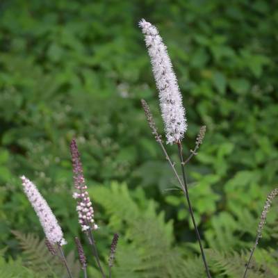Воронец простой Пинк Спайк - Dolinasad.by