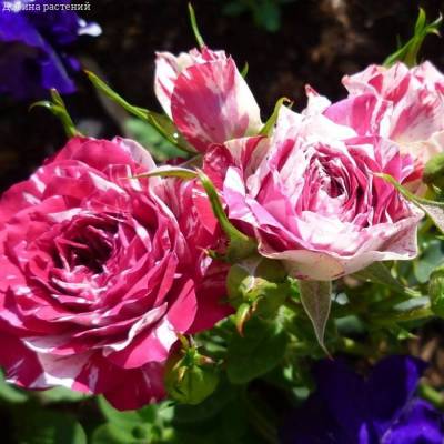 Роза Флешинг - Dolinasad.by