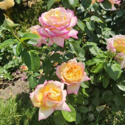 Роза штамбовая Глория Дей - Dolinasad.by