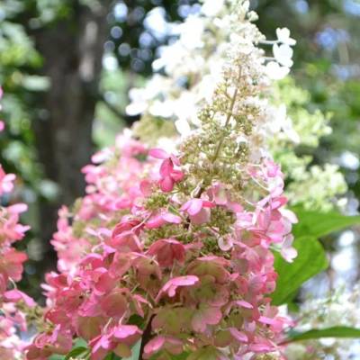 Гортензия метельчатая Пинки Винки на штамбе - Dolinasad.by