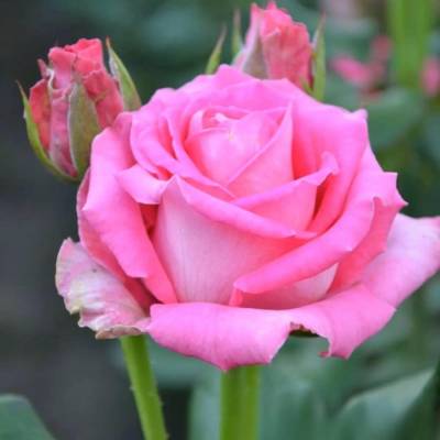 Роза Топаз в горшке - Dolinasad.by