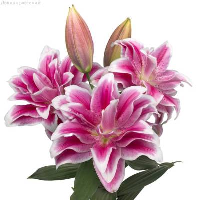 Лилия Роузлили Олимпия Лилия Роузлили Олимпия - Dolinasad.by