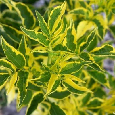 Бузина черная Мадонна, С3 - Dolinasad.by