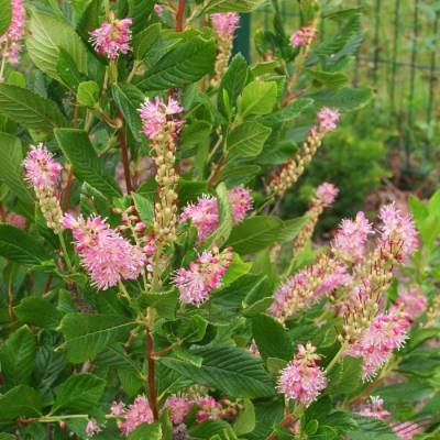 Клетра ольхолистная, С2 - Dolinasad.by