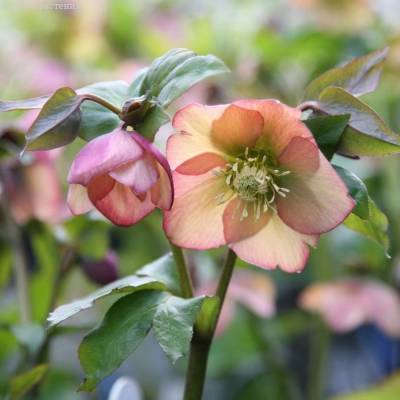 Морозник Априкот - Dolinasad.by