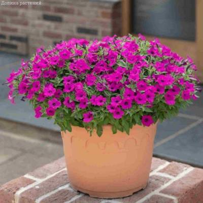Петуния Баблс Пурпл - Dolinasad.by