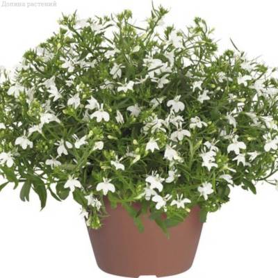 Лобелия Анабель Шоу Вайт - Dolinasad.by