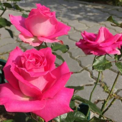 Роза Топаз в горшке - Dolinasad.by