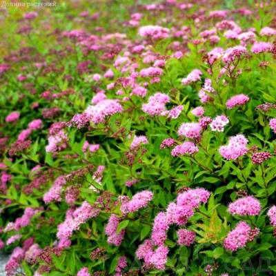 Спирея Оденсала С1,5 - Dolinasad.by