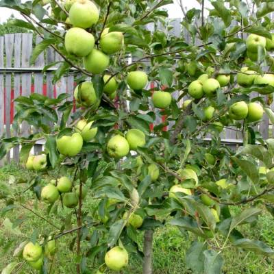 Яблоня Грэнни Смит - Dolinasad.by