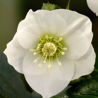 Морозник Претти Эллен Вайт Морозник Претти Эллен Вайт - Dolinasad.by