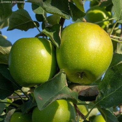 Яблоня Грэнни Смит - Dolinasad.by