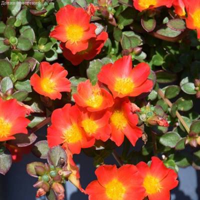 Портулак Капкейк Каррот - Dolinasad.by