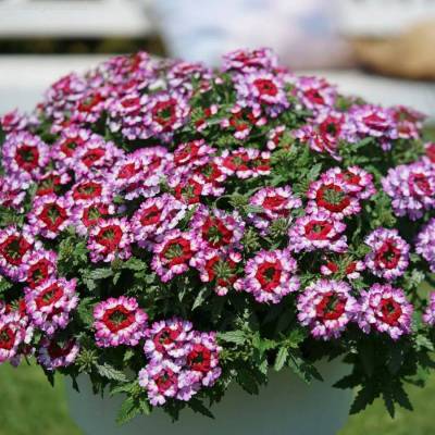 Вербена Дримс Пурпл Ред - Dolinasad.by