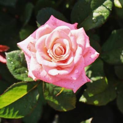 Роза Пикуба в горшке - Dolinasad.by