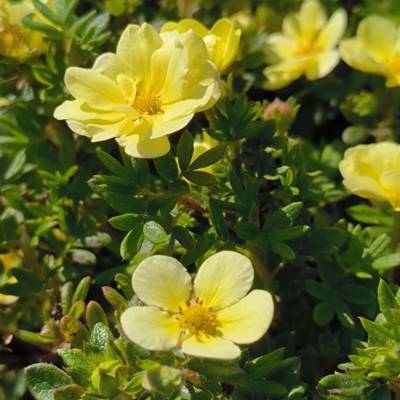 Лапчатка кустарниковая Лемон Меринг, С3 - Dolinasad.by